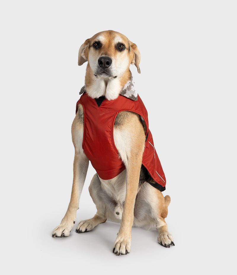 Burnt Orange Dog Coat